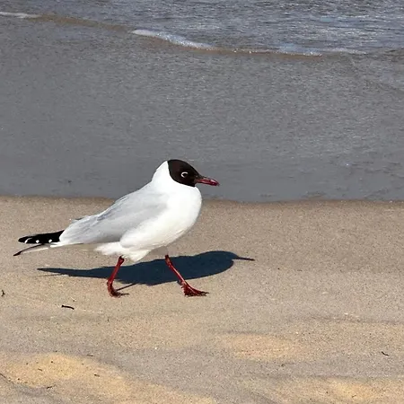 Ostseebad 4-personen-ferienhaus Mit Beh Wpool Appartement *